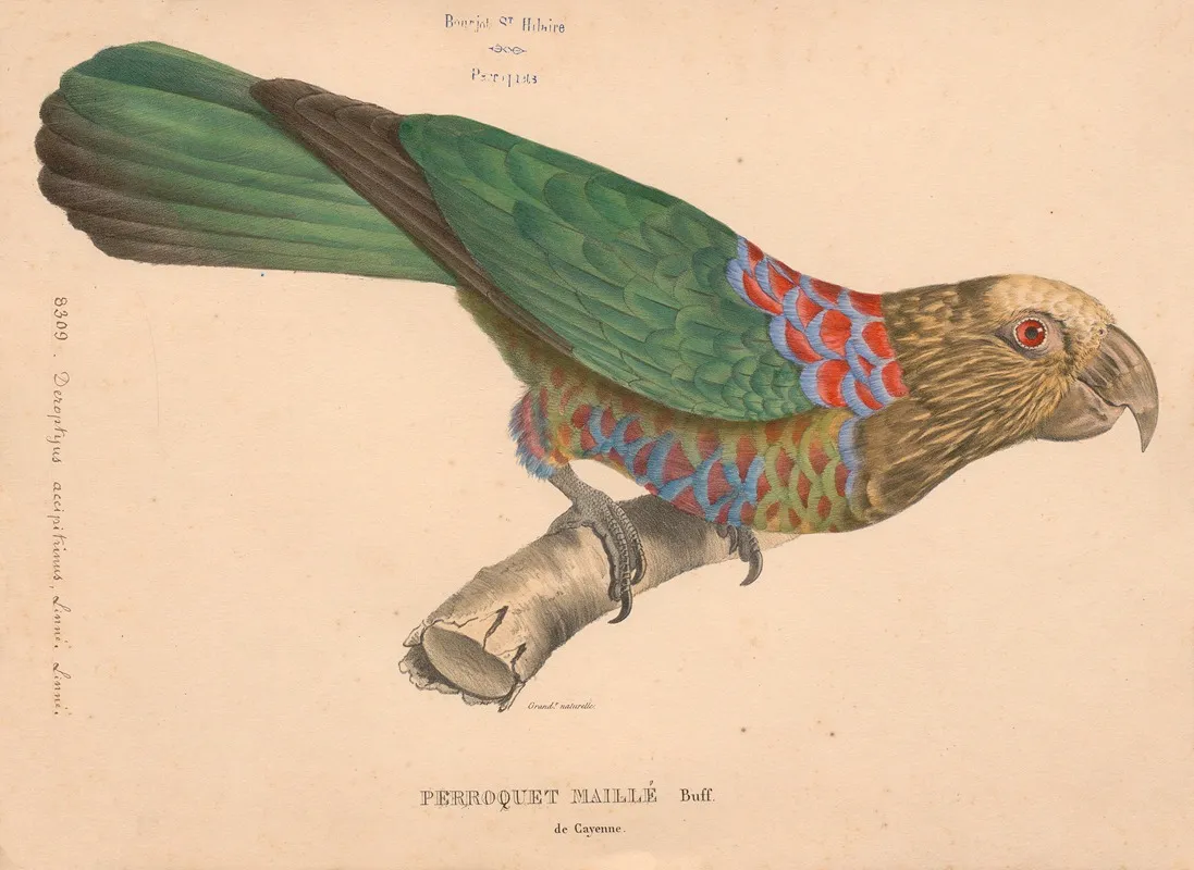 Perroquet Maille De Cayenne Buff
