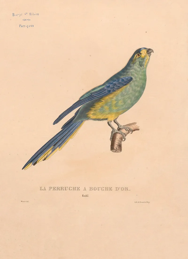 Perruche A Bouche Dor Kuhl