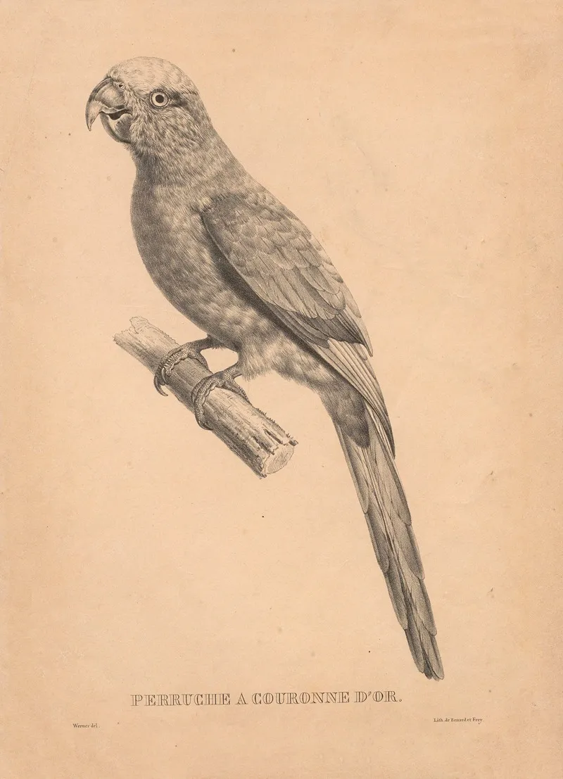 Perruche A Couronne Dor