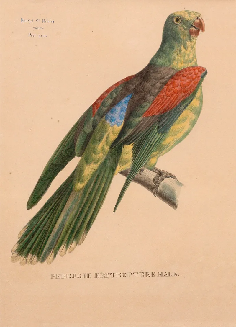 Perruche Erytroptere Male