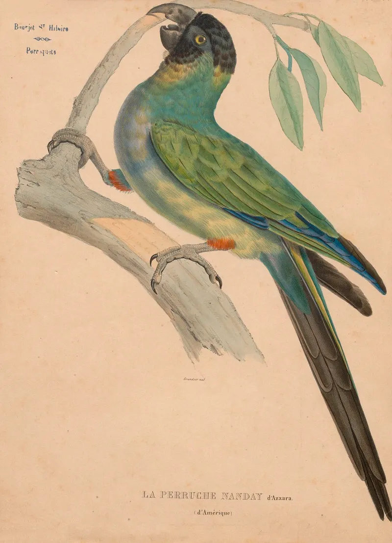 Perruche Nanday Dazzara Damerique