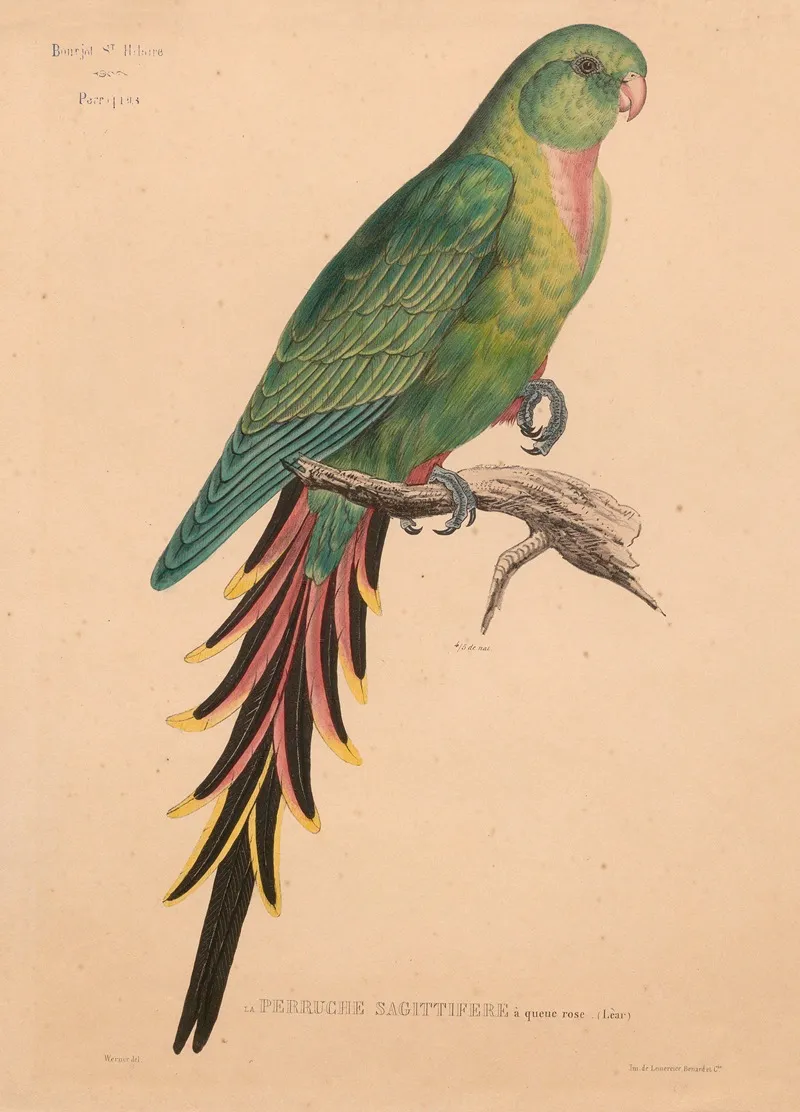 Perruche Sagittifere A Queue Rose Lear