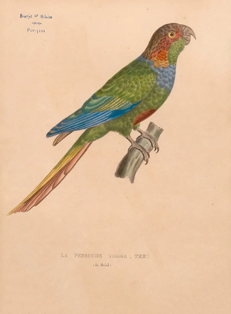 Perruche Tiriba Tem Du Bresil