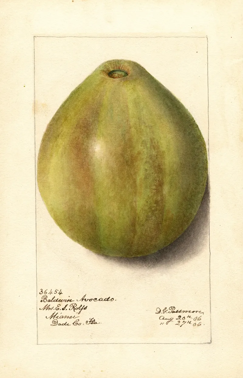 Persea Baldwin 2 by Deborah Griscom Passmore - Canvas Print