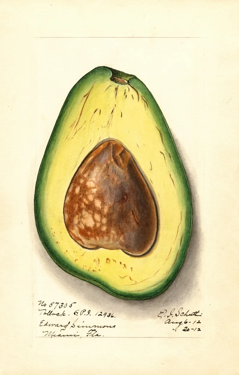 Persea Pollock 2 by Ellen Isham Schutt - Canvas Print