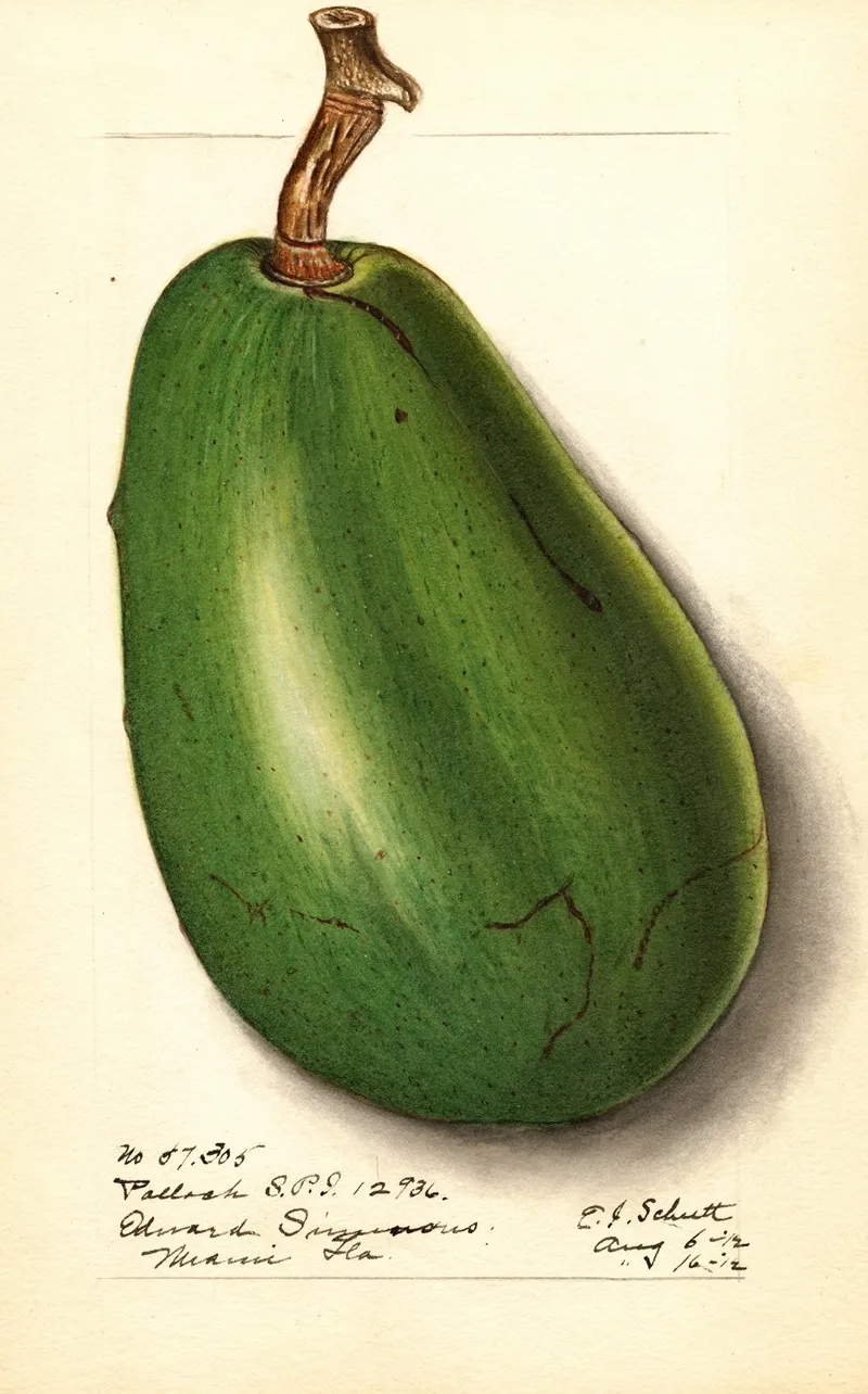 Persea Pollock 3 by Ellen Isham Schutt - Canvas Print