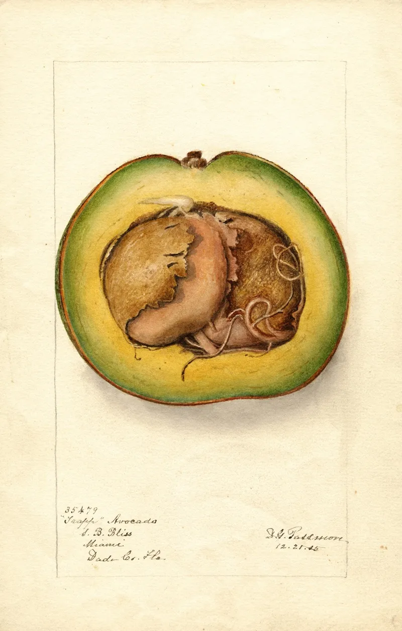 Persea Trapp 2 by Deborah Griscom Passmore - Canvas Print