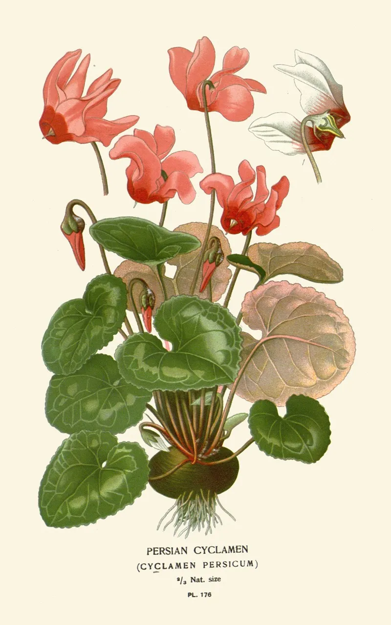 Persian Cyclamen by Edward Step - Canvas Print