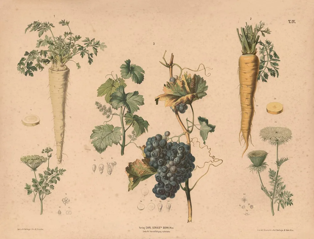 Persille Gulerod Og Vinstok