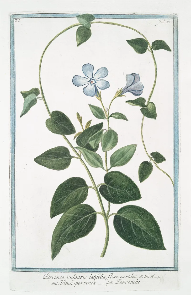 Pervinca Vulgaris Latifolia Flore Caeruleo Vinca Pervinca Pervenche Vinca Minor Or Periwinkle