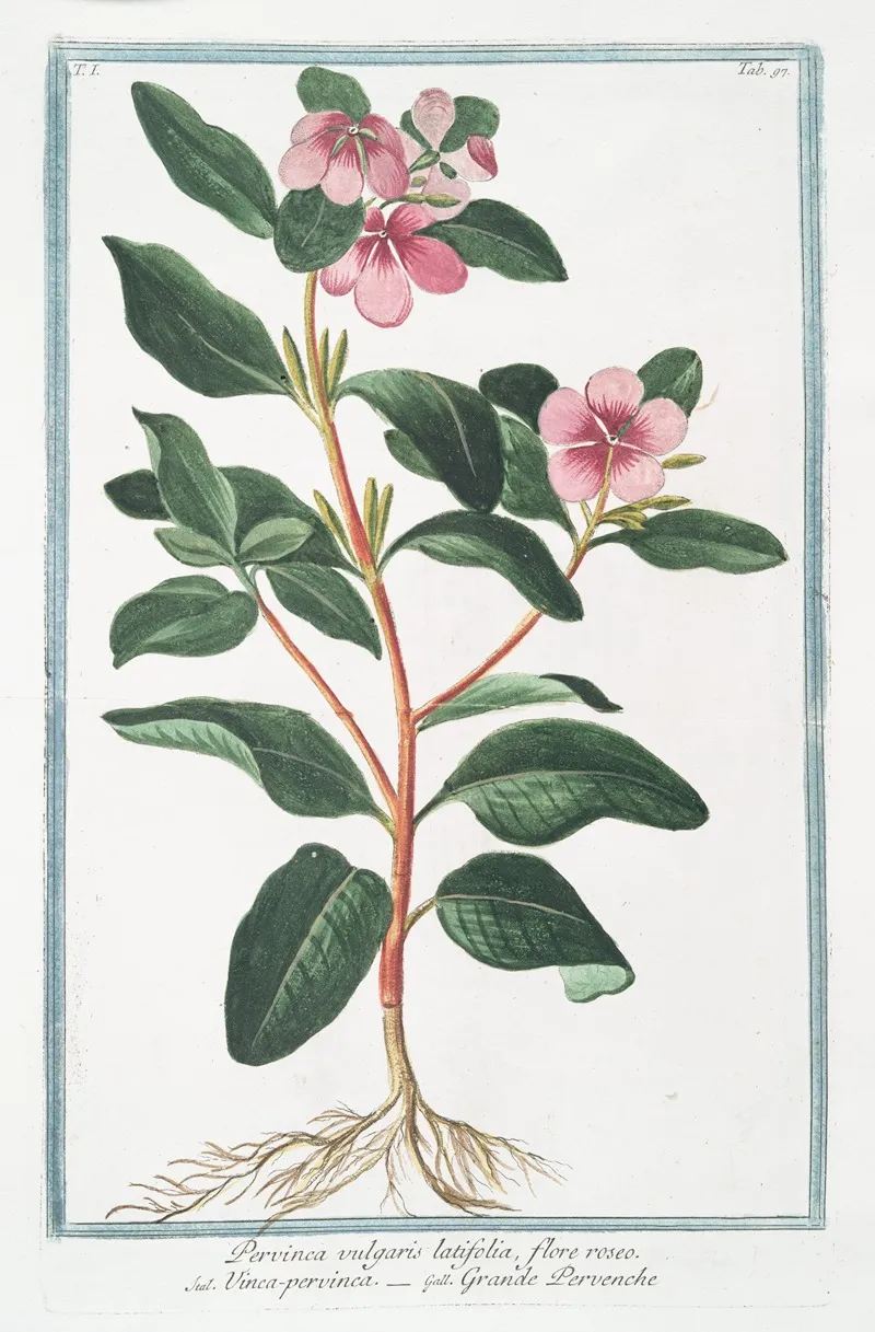 Pervinca Vulgaris Latifolia Flore Roseo Vinca Pervinca Grande Pervenche Greater Periwinkle