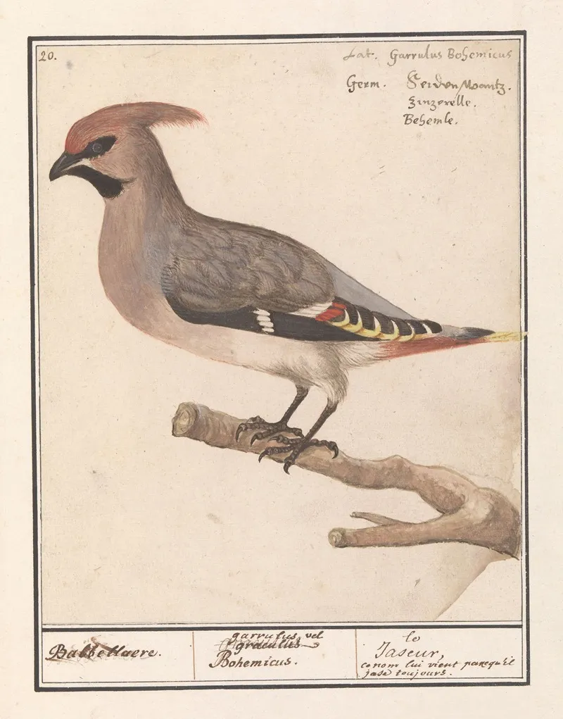 Pestvogel Bombycilla Garrulus