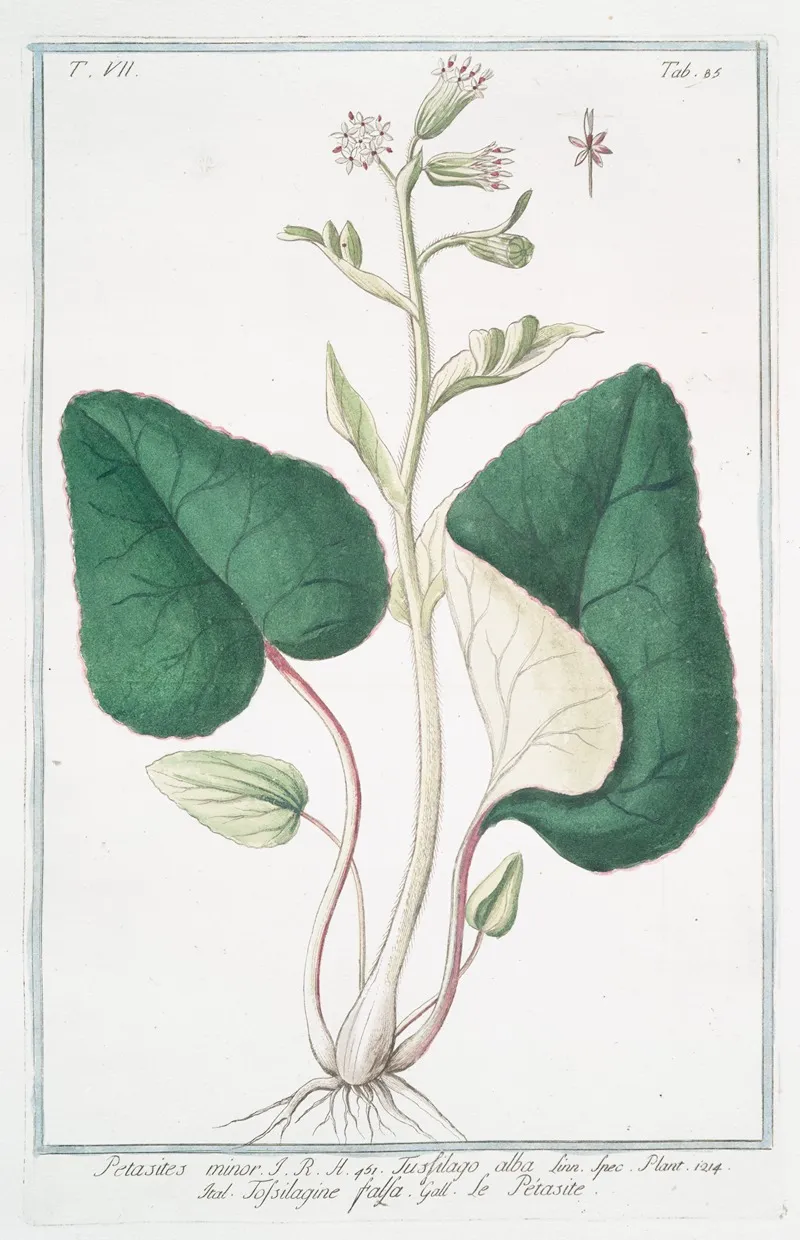 Petasites Minor Tussilago Alba Tossilagine Falsa Le Petasite White Butterbur