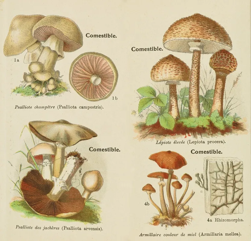 Petit Atlas Des Champignons Pl 10