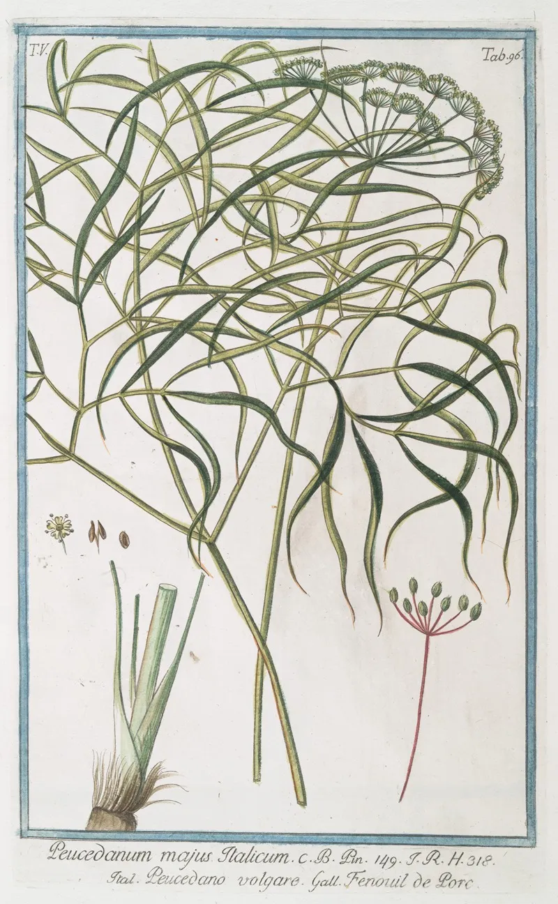 Peucedanum Majus Italicum Peucedano Volgare Fenouil De Porc Hogs Fennel