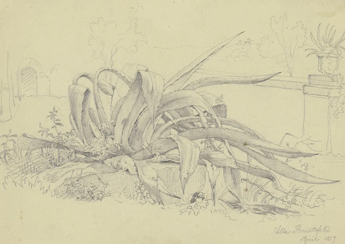 Pflanzenstudie Agave Aus Der Villa Poniatofski by Carl Morgenstern - Canvas Print