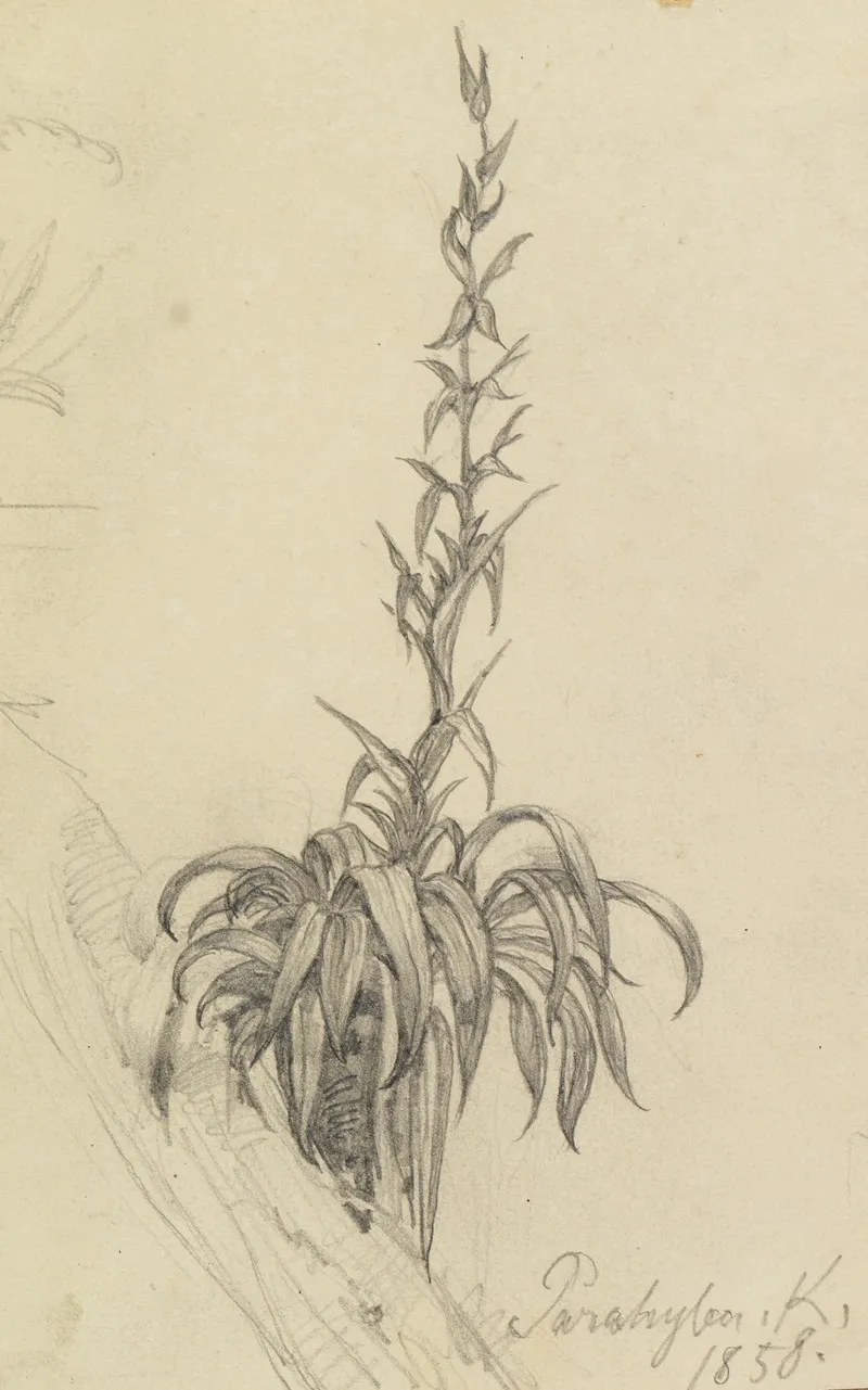 Pflanzenstudie Am Ast I by Ferdinand Keller - Canvas Print