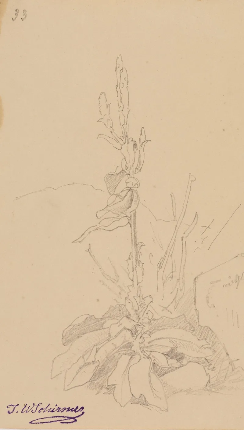 Pflanzenstudie Fol 33