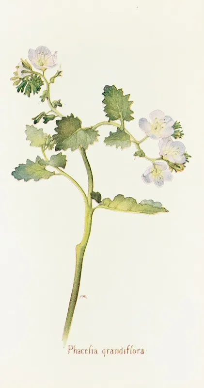 Phacelia Grandiflora by Margaret Armstrong - Canvas Print