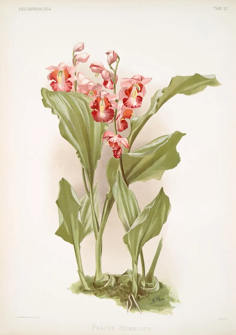 Phajus Humblotii by Frederick Sander - Canvas Print