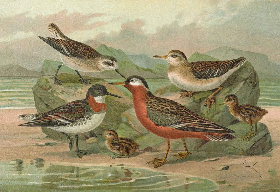 Phalaropus Fulicarius Phalaropus Lobatus