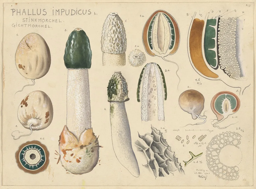 Phallus Impudicus L by Hans Walty - Canvas Print