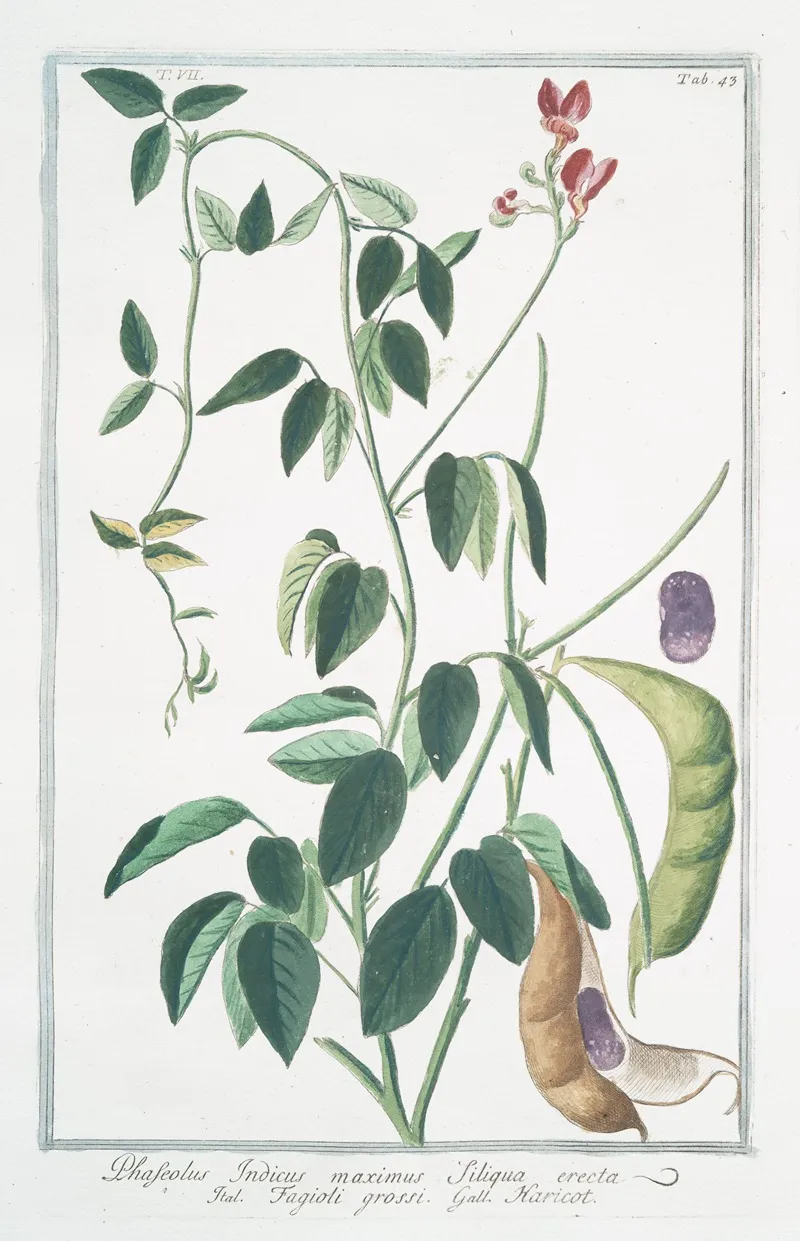 Phaseolus Indicus Maximus Siliqua Erecta Fagioli Grossi Haricot Indian Kidney Bean