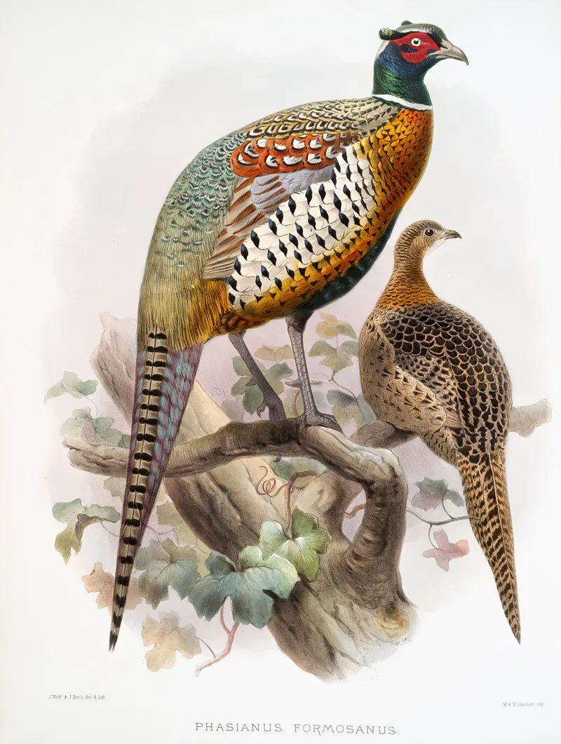 Phasianus Formosanus 2 by Joseph Smit - Canvas Print