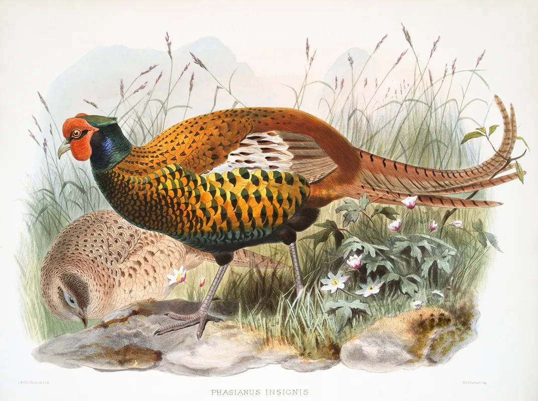 Phasianus Insignis 2 by Joseph Smit - Canvas Print