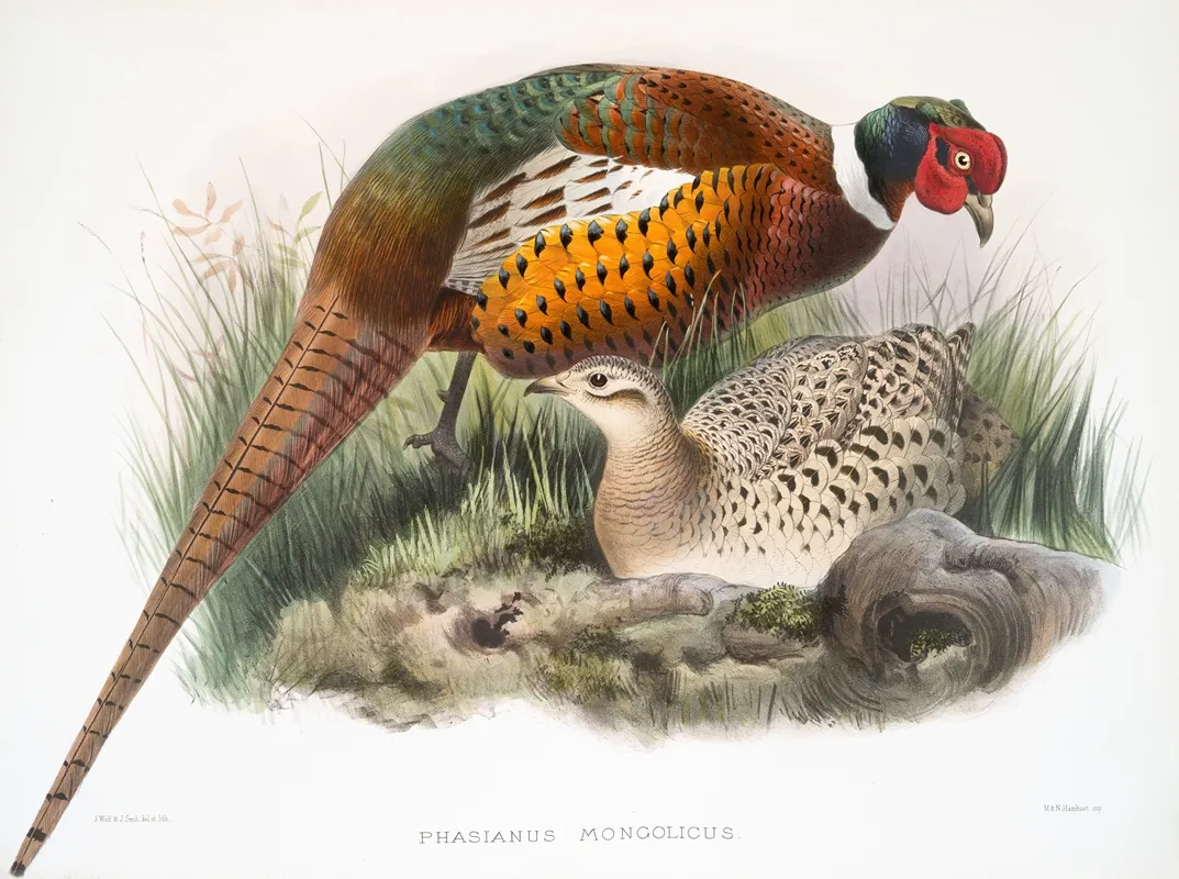 Phasianus Mongolicus 2 by Joseph Smit - Canvas Print