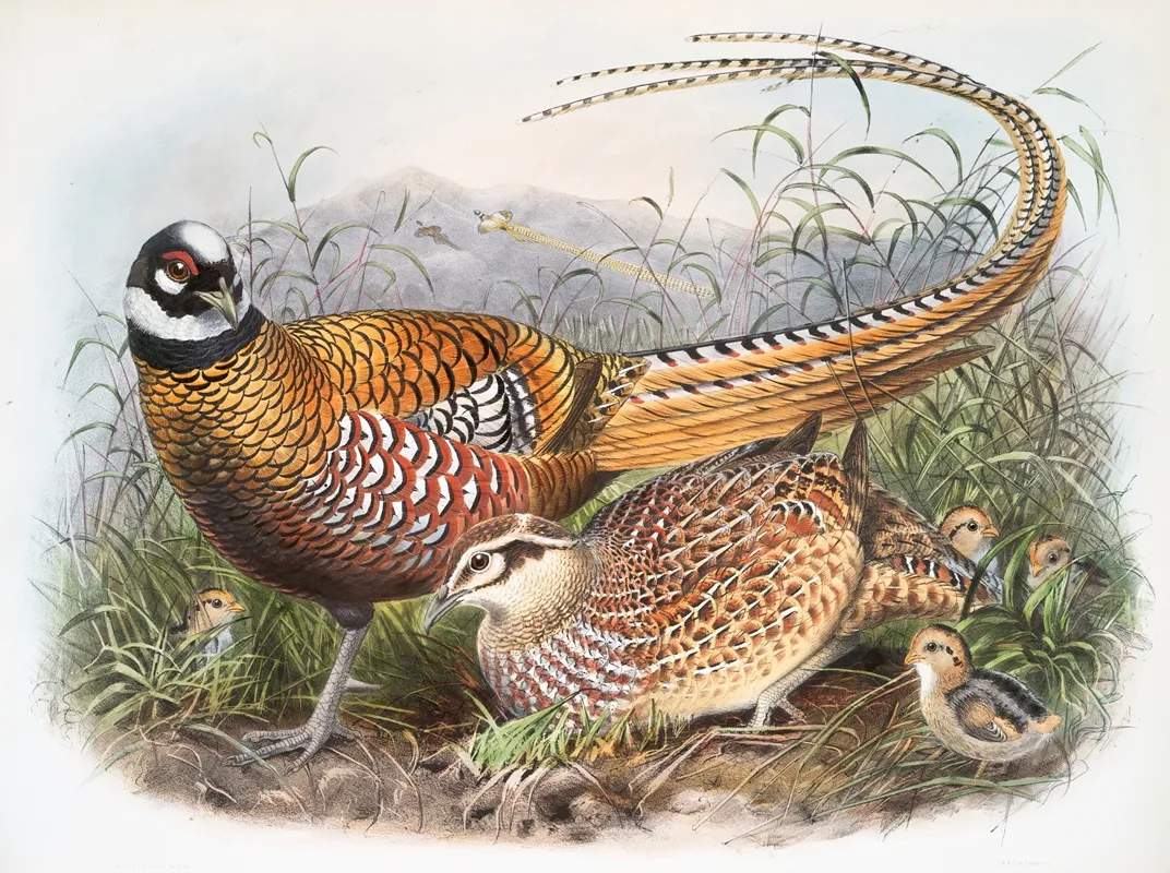 Phasianus Reevesii 2 by Joseph Smit - Canvas Print