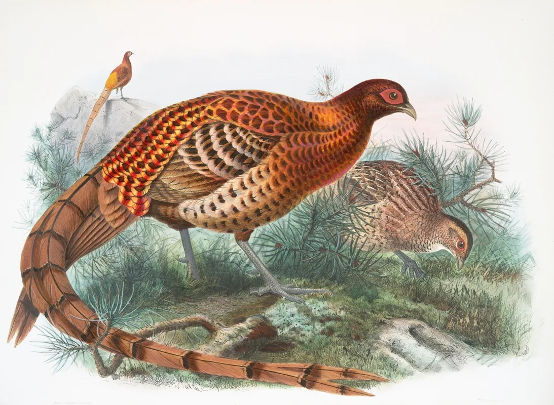 Phasianus Soemmerringii 2 by Joseph Smit - Canvas Print