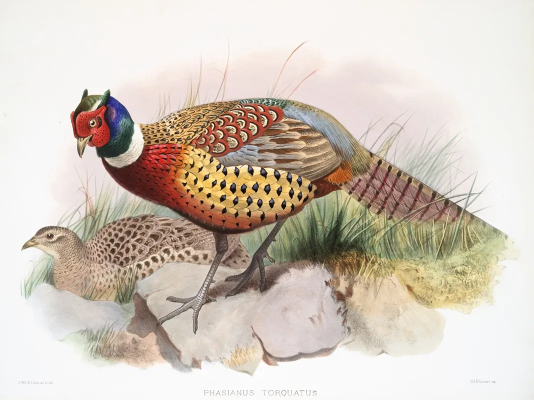 Phasianus Torquatus 2 by Joseph Smit - Canvas Print