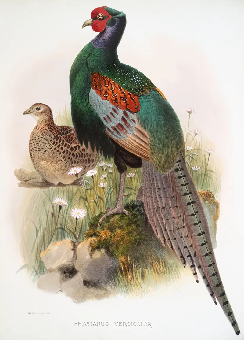 Phasianus Versicolor 2 by Joseph Smit - Canvas Print