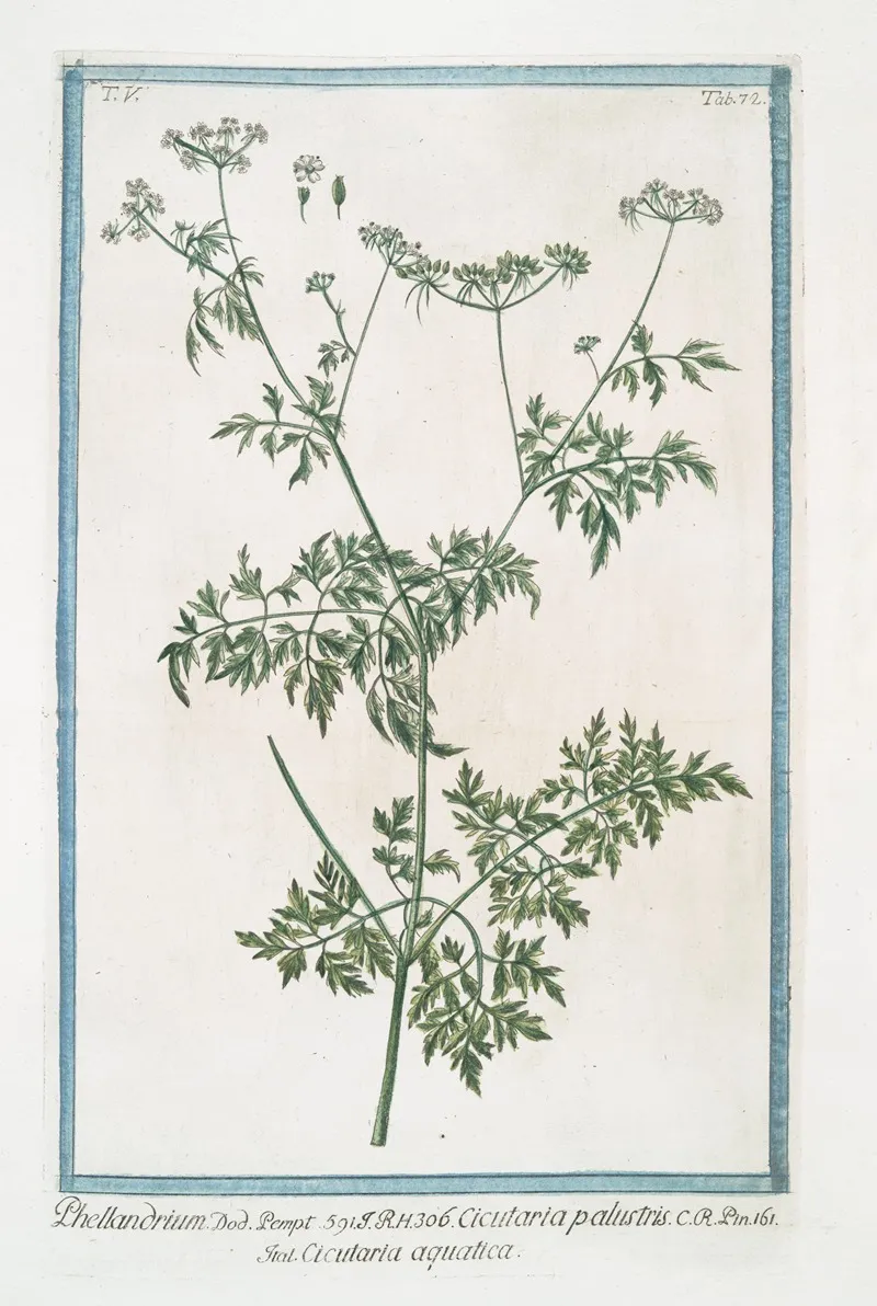Phellandrium Cicutaria Palustris Cicutaria Aquatica Water Dropwort Fine Leaved Water Hemlock