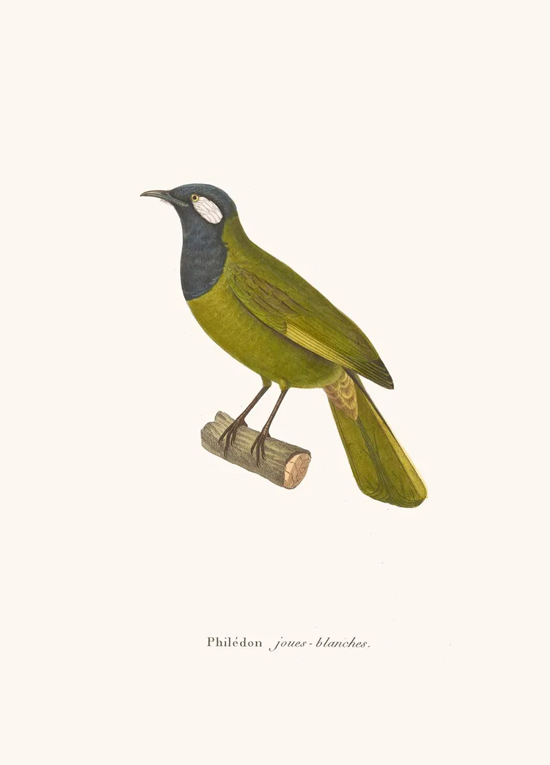 Philedon Joues Blanches