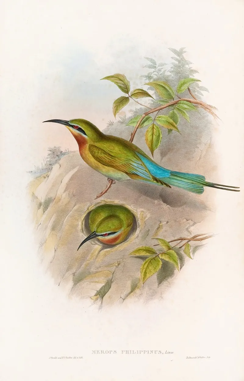 Philippine Bee Eater by John Gould - Canvas Print