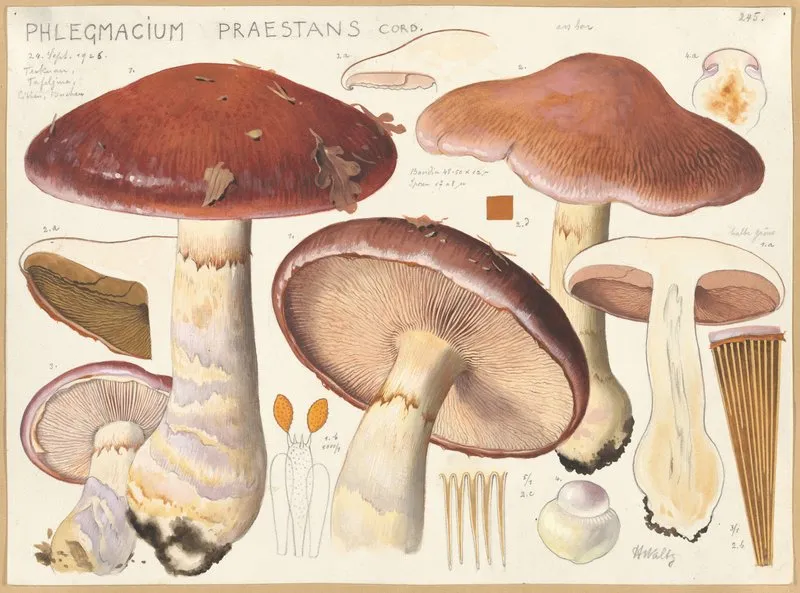 Phlegmacium Praestans Cord
