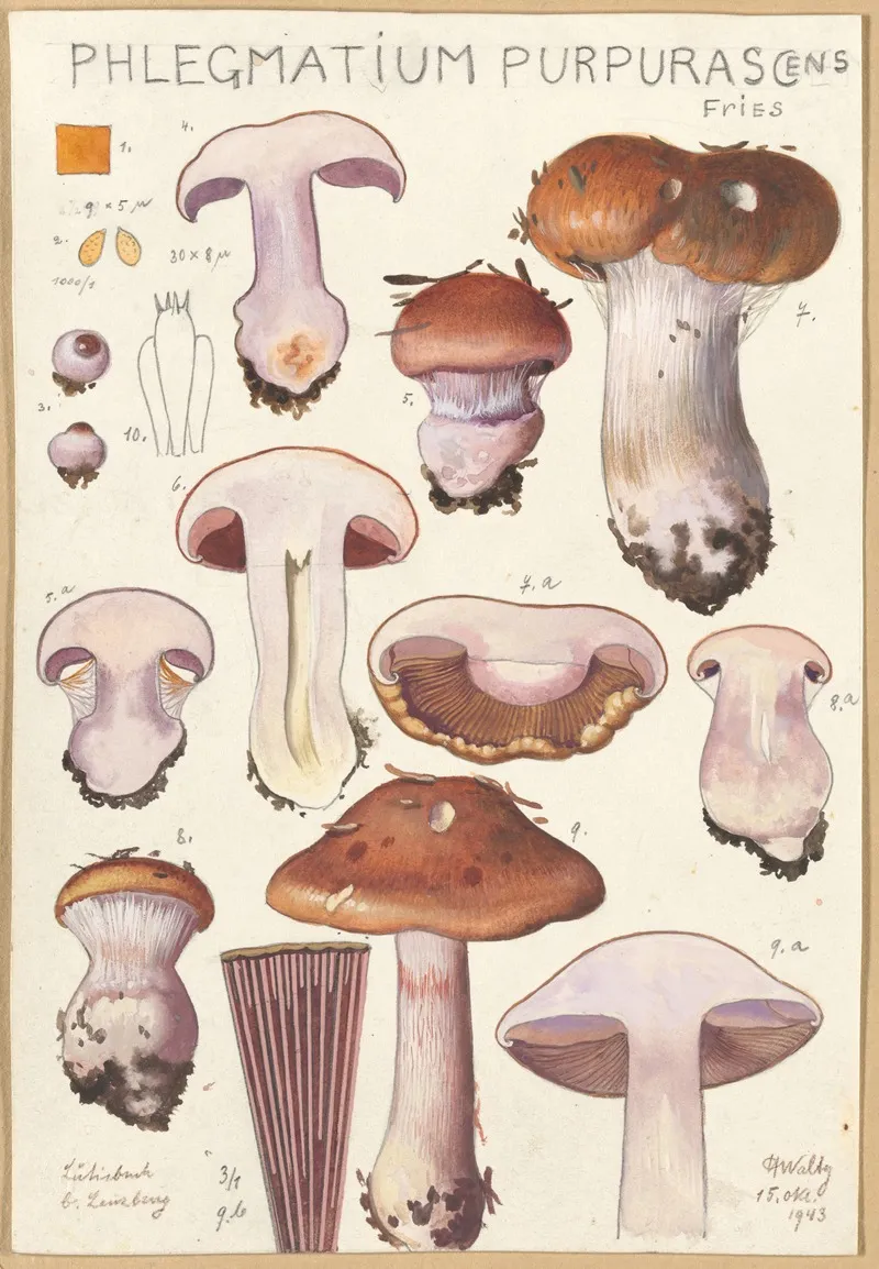 Phlegmacium Purpuras