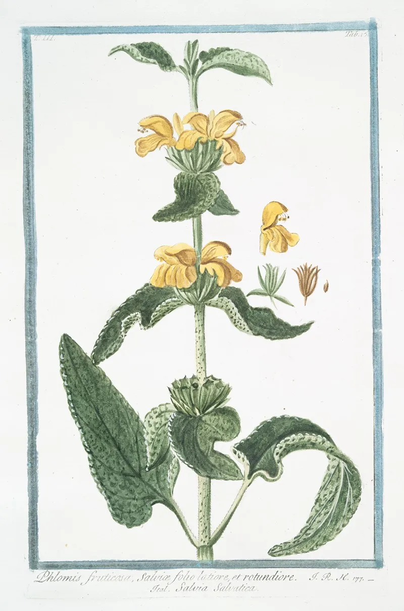Phlomis Fruticosa Salviae Folio Latiore Et Rotundiore Salvia Salvatica Jerusalem Sage