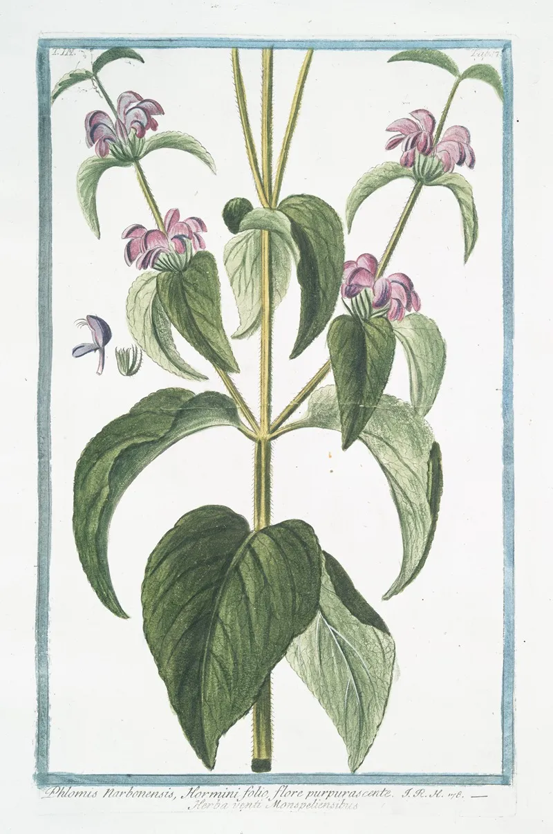 Phlomis Narbonensis Hormini Folio Flore Purpurascente Herba Vneti Monspeliensibus Phlomis Taurica Sage