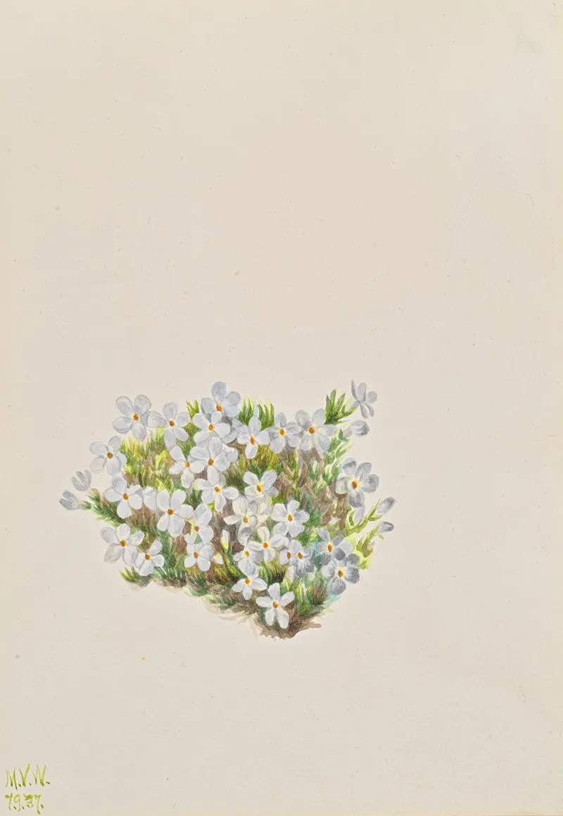 Phlox Phlox Caespitosa