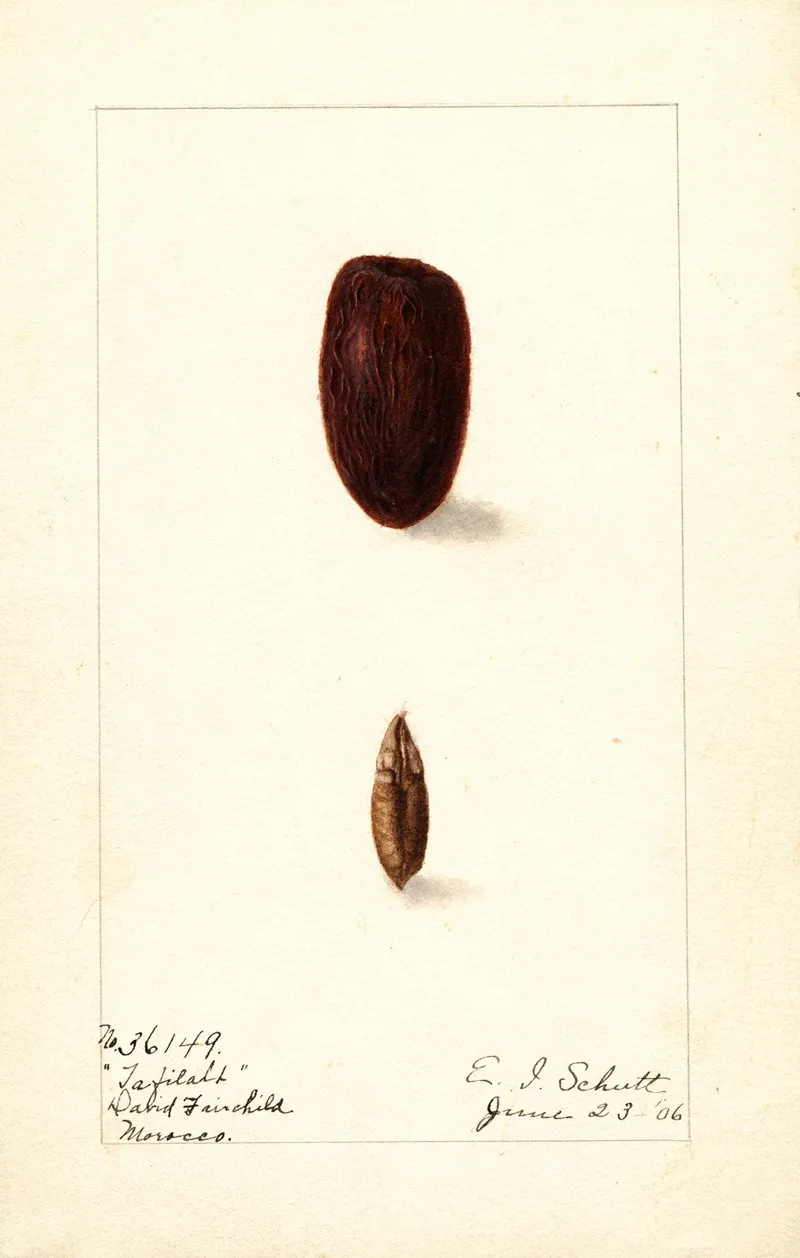 Phoenix Dactylifera Tafilalt