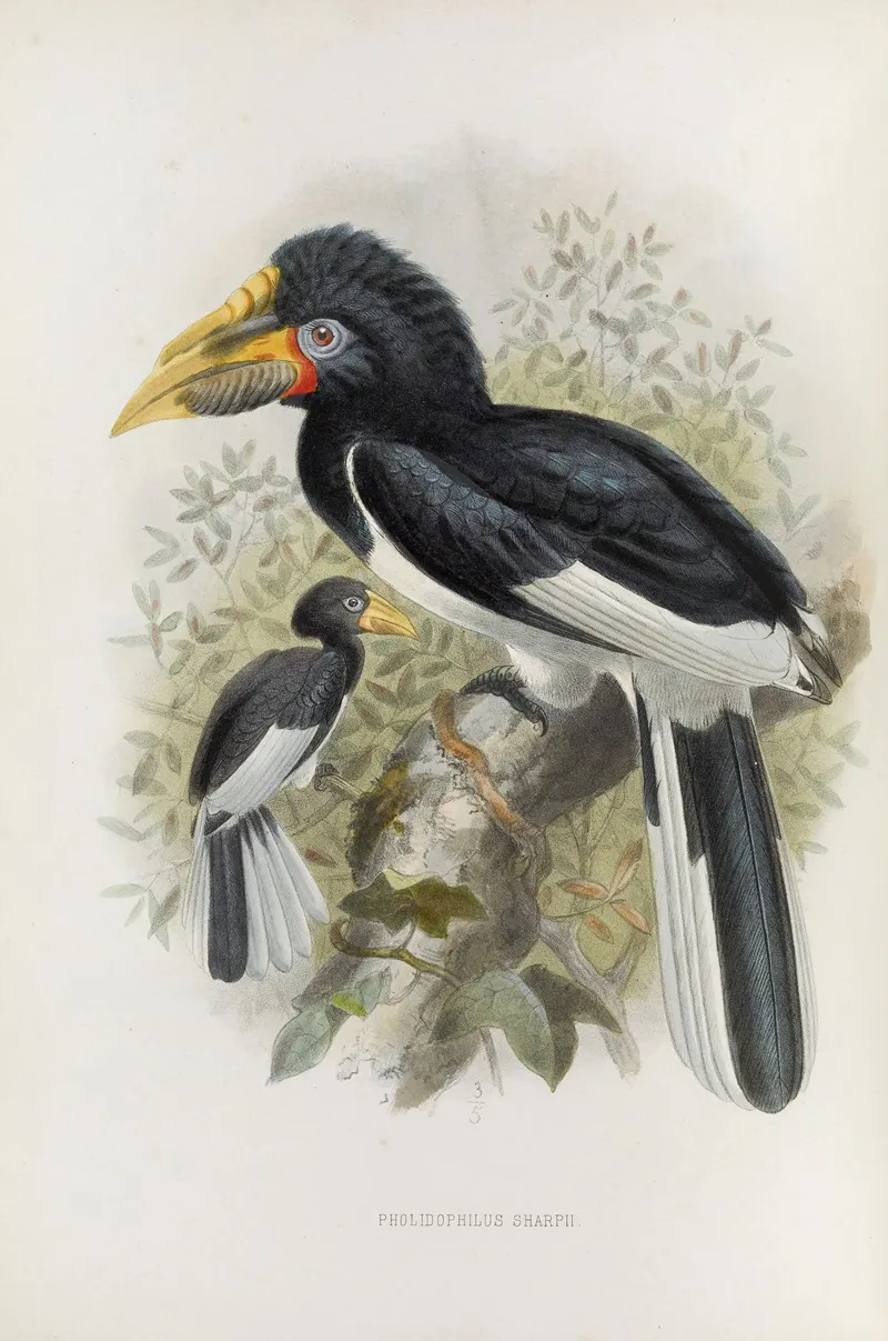 Pholidophalus Sharpii