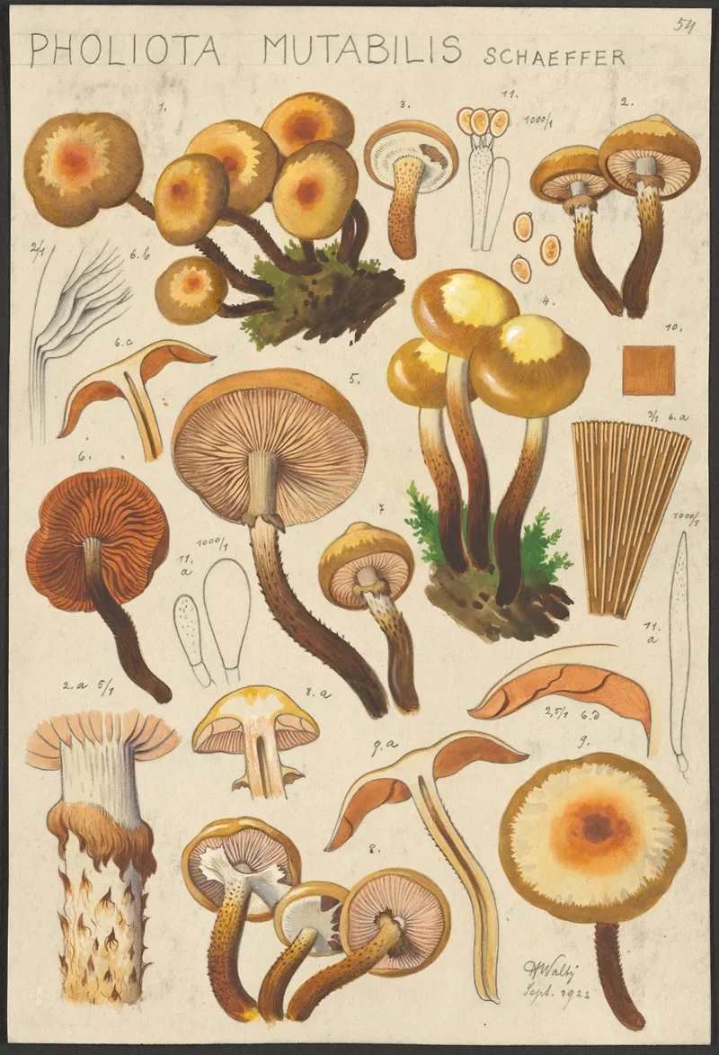 Pholiota Mutabilis Schaeffer