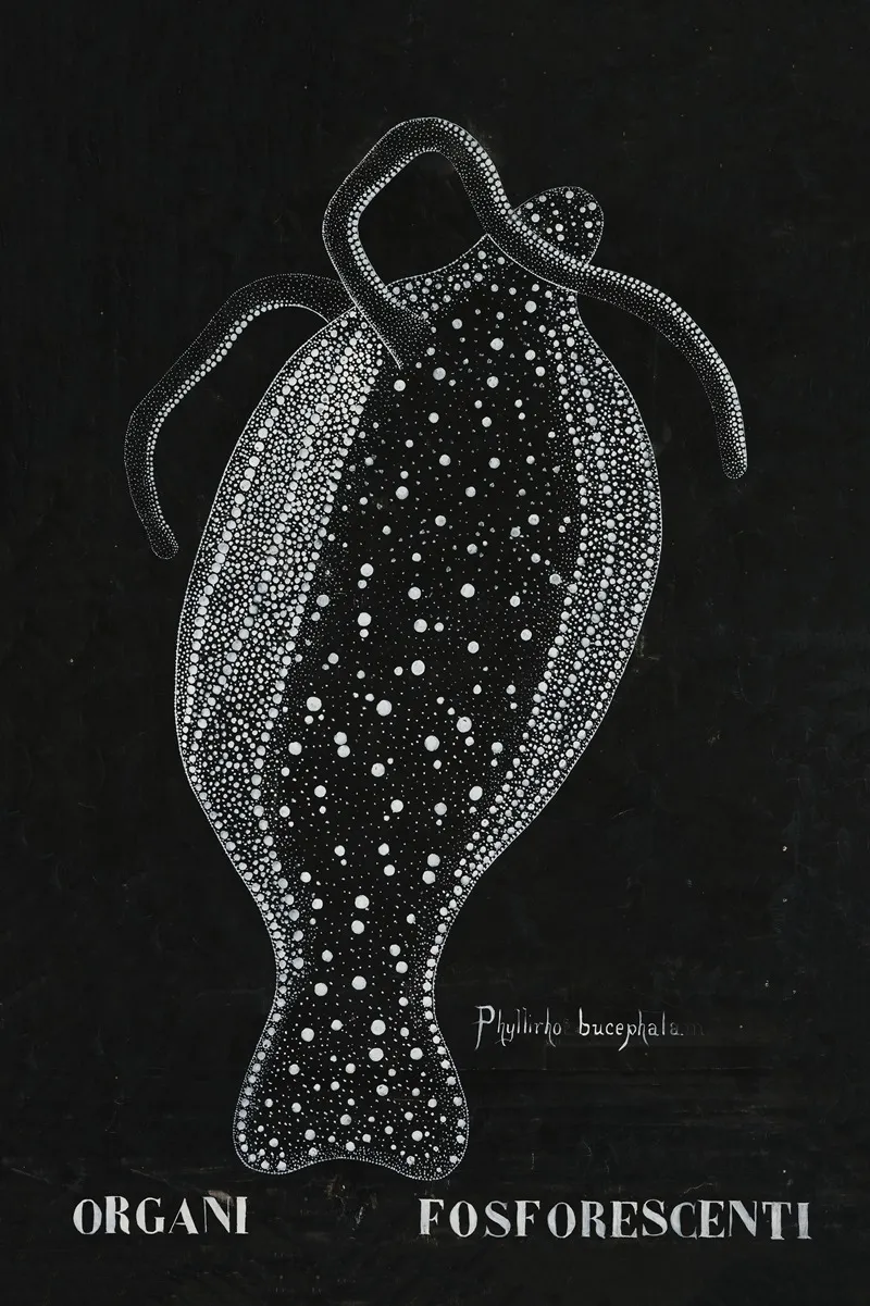 Phosphorescent Organs Of Phylliroe Bucephala