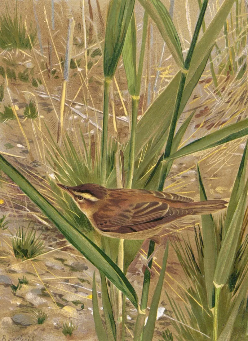 Phragmite by Léo-Paul Robert - Canvas Print