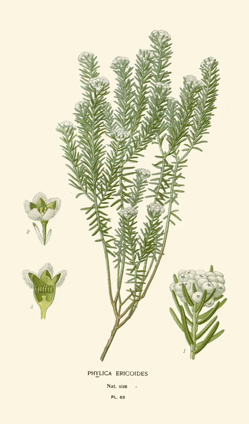 Phylica Ericoides
