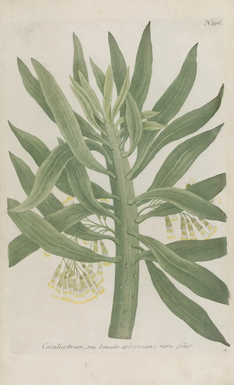 Phytanthoza Iconographia Pl 001
