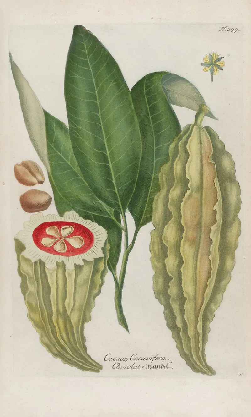 Phytanthoza Iconographia Pl 002